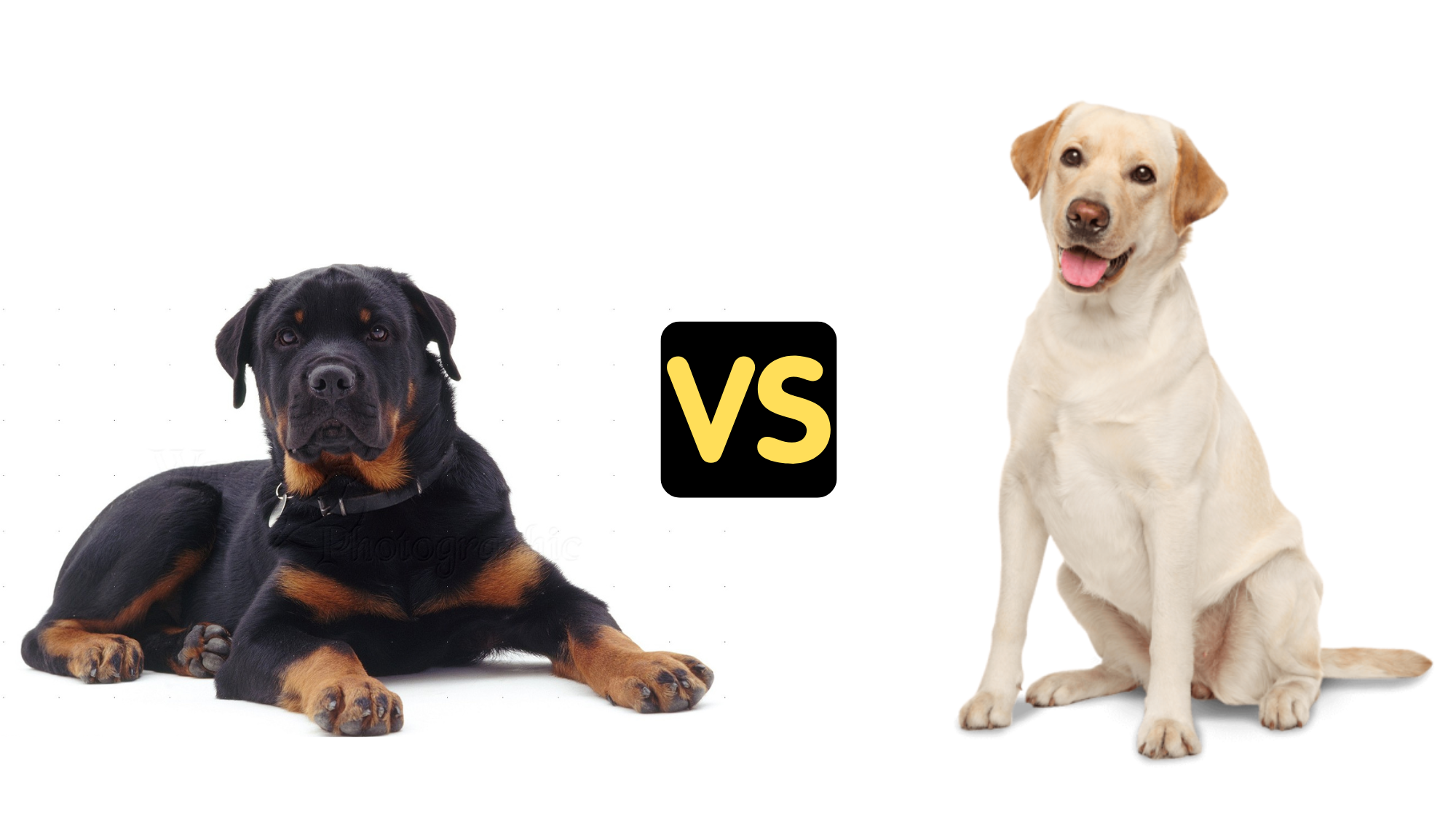 Rottweiler vs Labrador
