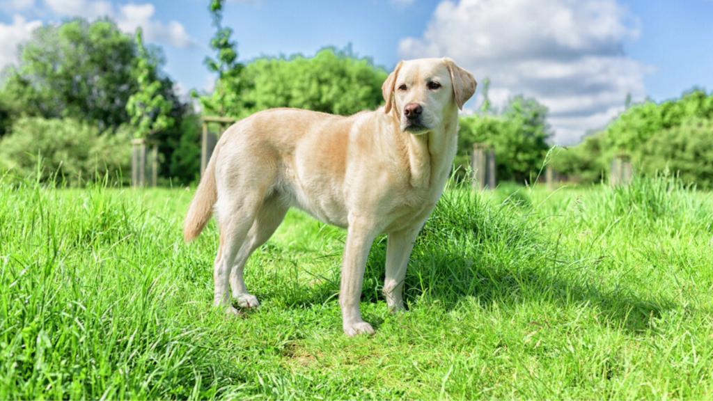 Growth Rate: How Fast Do These Breeds Grow
