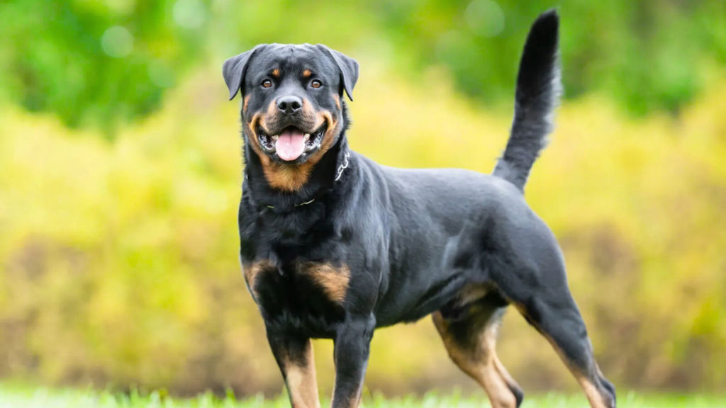 Rottweiler: Muscular Powerhouse with Guarding Instincts