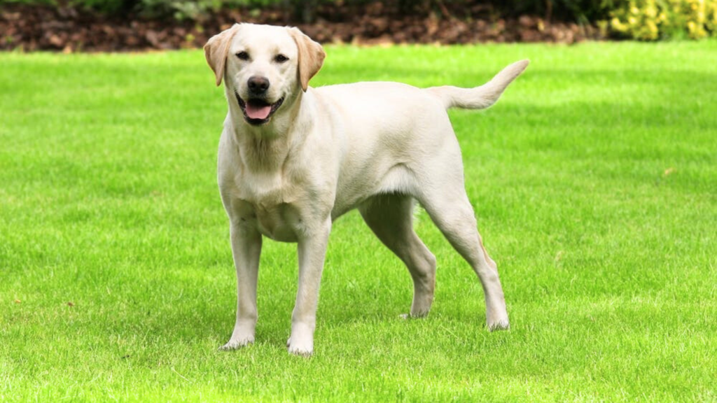 Labrador Retriever: Athletic, Energetic, and Built for Endurance