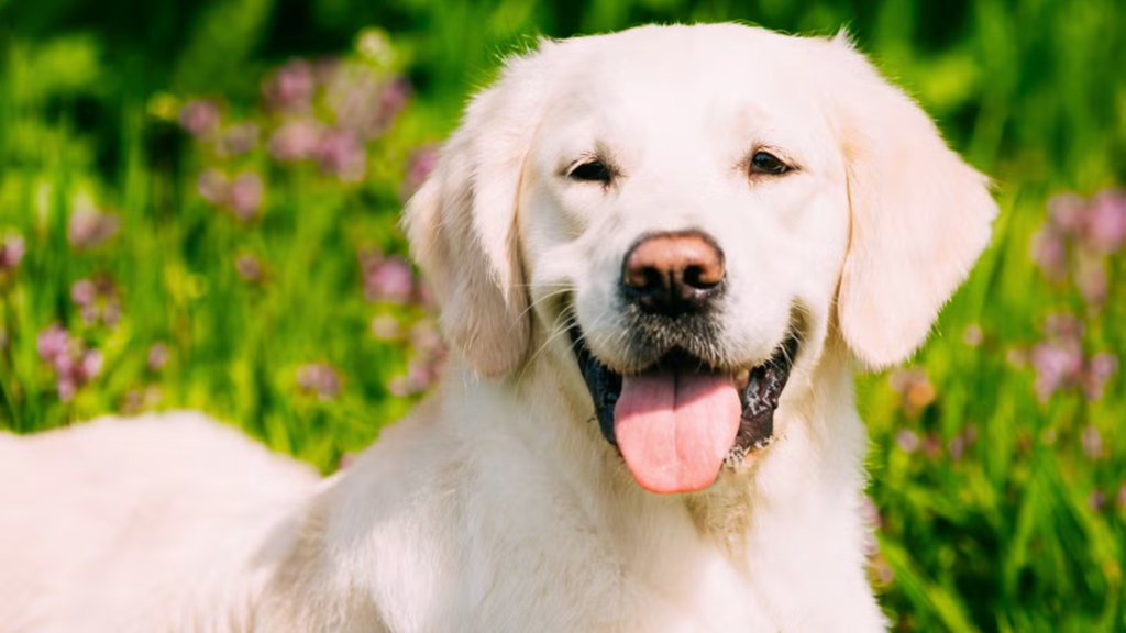 Size and Lifestyle Fit: Which Breed Works for You