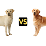 Labrador vs Golden Retriever Size