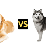 Golden Retriever vs Husky