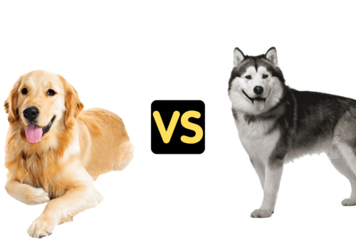 Golden Retriever vs Husky