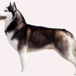 Husky Dog Weight Chart