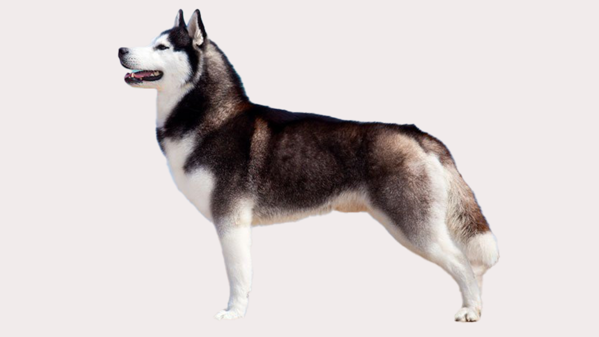 Male Husky Weight KG