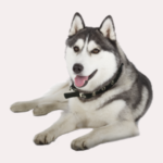 Siberian Husky Weight Male 44 60 lbs