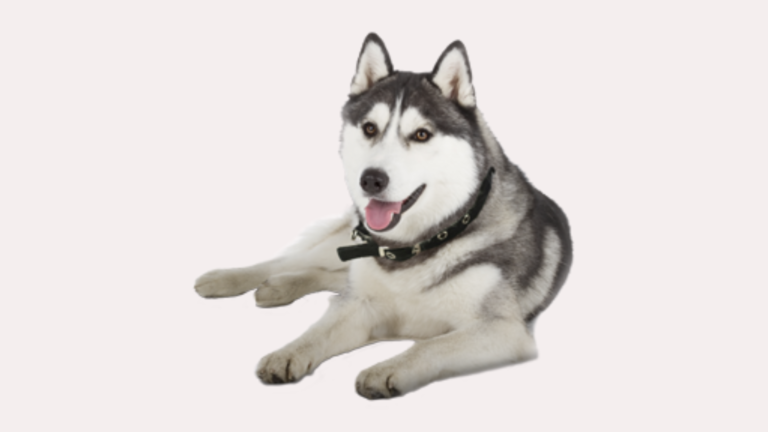 Siberian Husky Weight Male 44 60 lbs