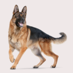 How Were German Shepherds Bred