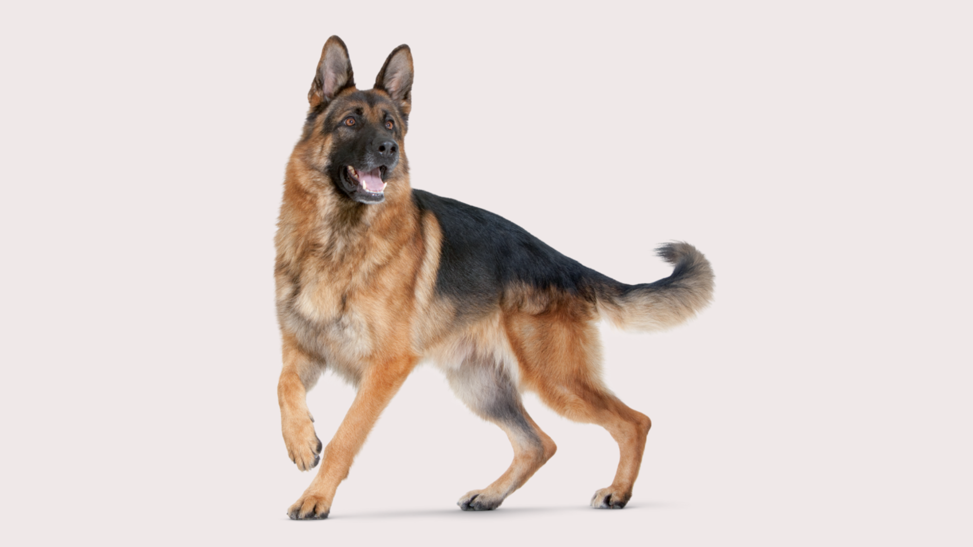 How Were German Shepherds Bred