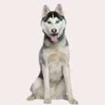 Why Are Huskies So Friendly