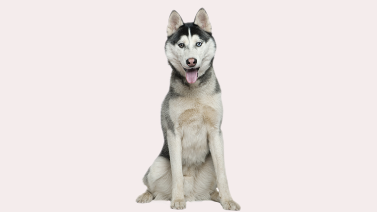 Why Are Huskies So Friendly