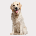 What Percent of Golden Retrievers Get Cancer