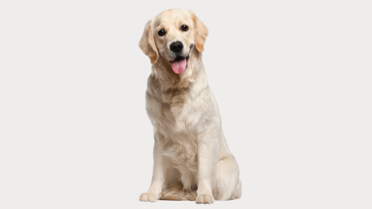 What Percent of Golden Retrievers Get Cancer