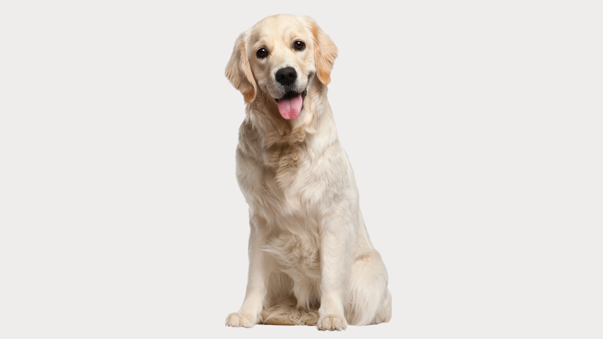 What Percent of Golden Retrievers Get Cancer