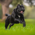 Cane Corso Height and Weight