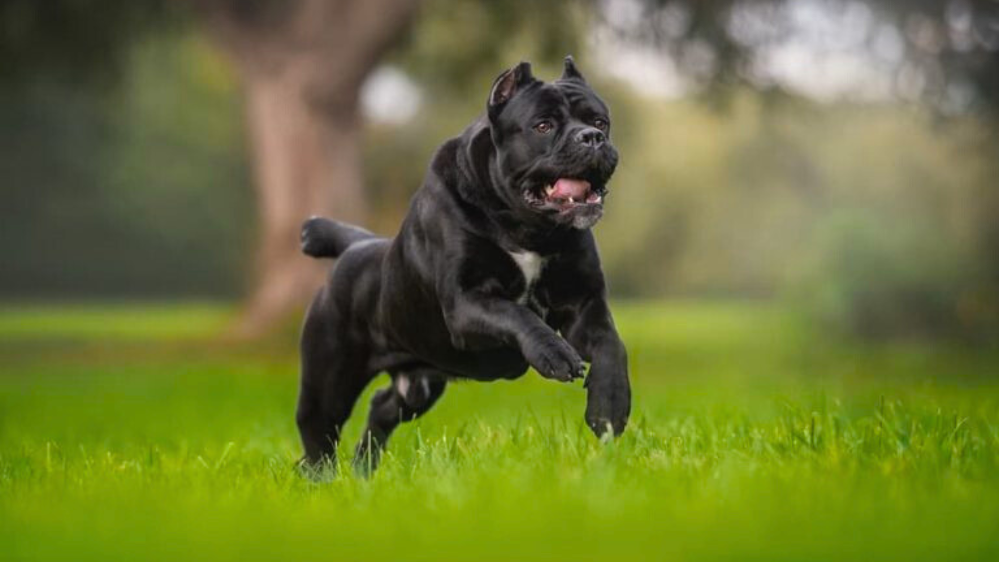 Cane Corso Height and Weight