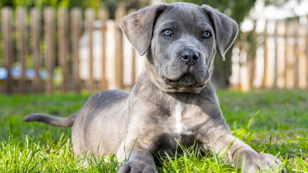 Cane Corso Puppy Stage (0-6 Months)