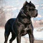 Cane Corso Height Standing Up