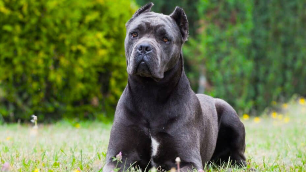 Cane Corso Adult Stage (1-2 Years)