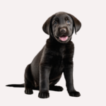 Labrador Weight Calculator