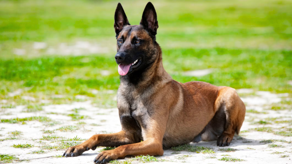 Pitbull vs Belgian Malinois Health and Lifespan