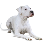 Are Dogo Argentino Friendly