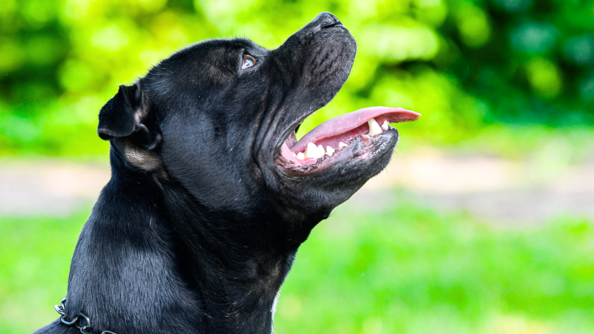 Cane Corso Jaw Strength