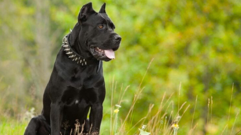 Understanding Cane Corso’s Physical Attributes