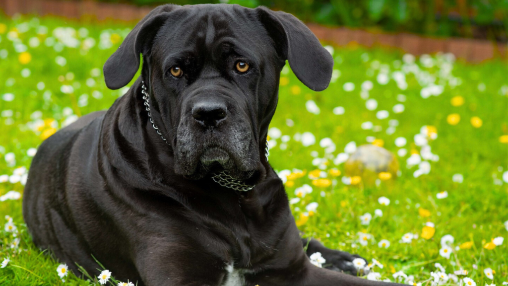 Cane Corso Bite Force PSI: How Strong Is the Bite