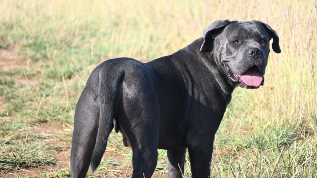 What Makes the Cane Corso’s Jaw So Powerful