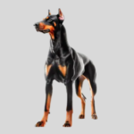 Doberman Bite Force 600 Psi