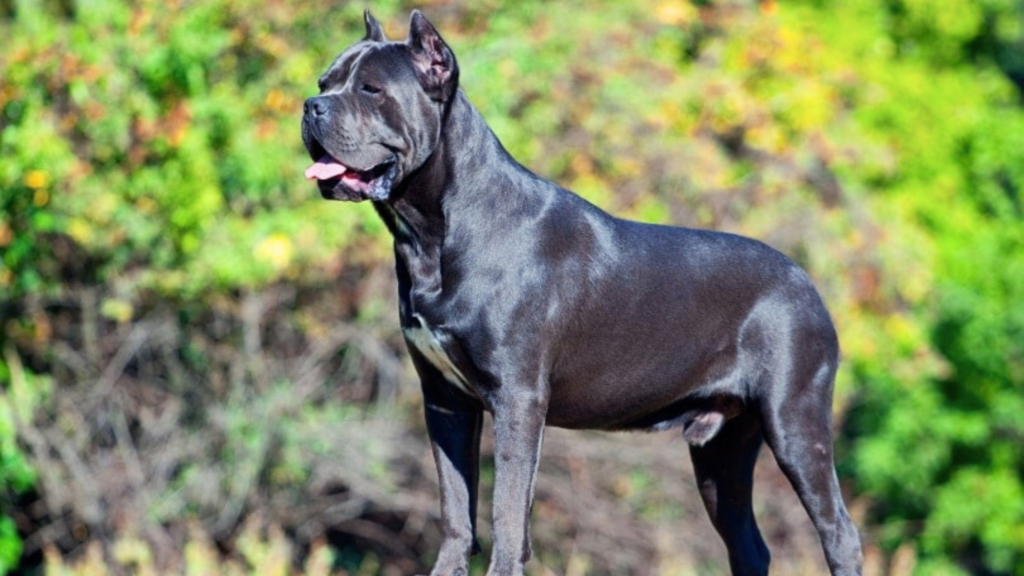 Comparing Cane Corso’s Bite Force to Other Breeds
