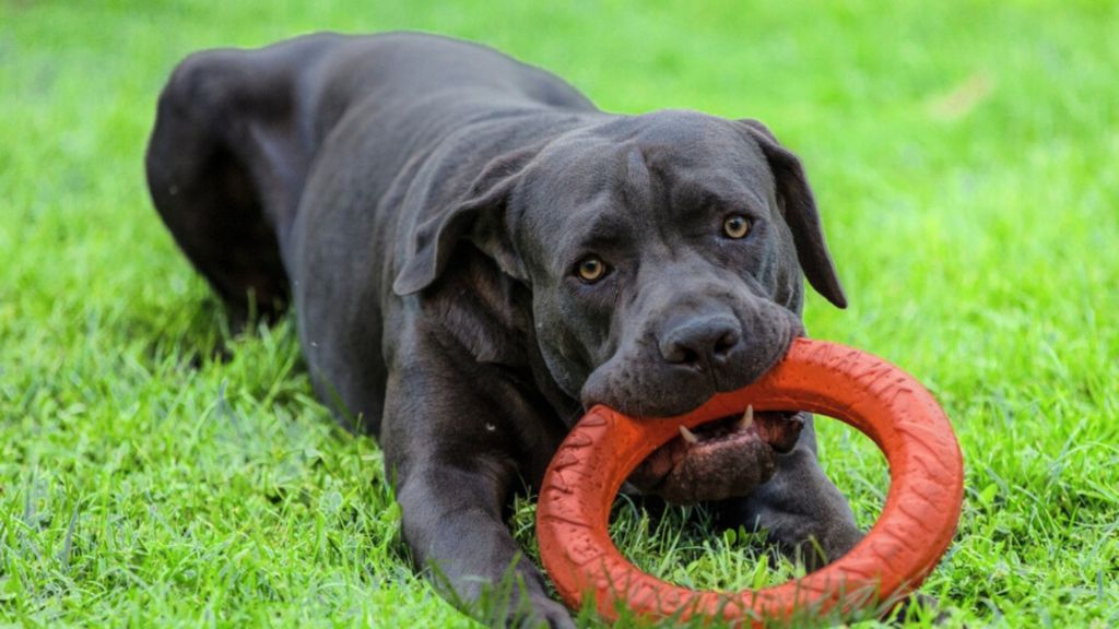 Factors Affecting Cane Corso Jaw Strength