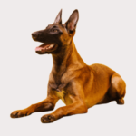 Why Not to Get a Belgian Malinois