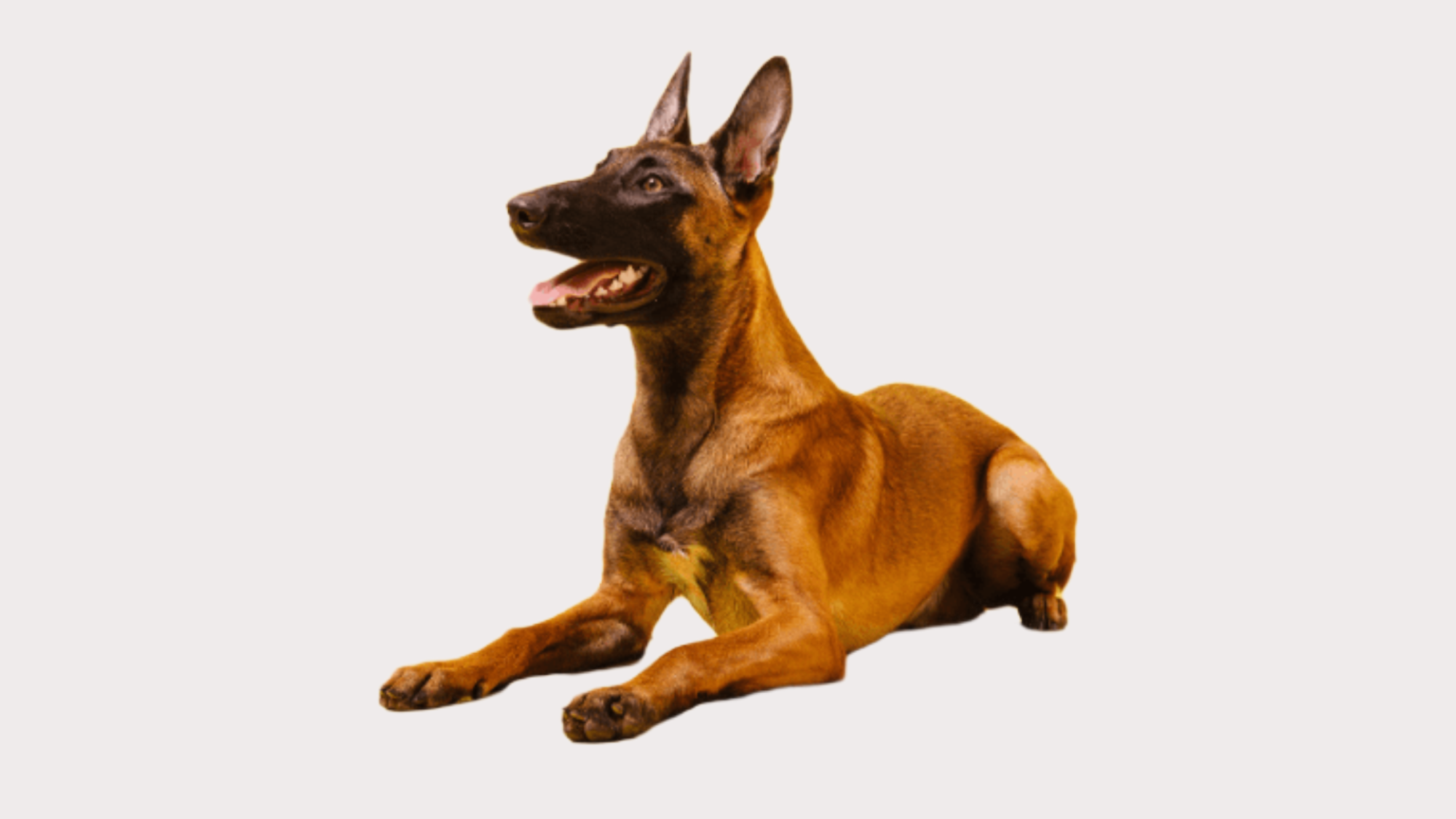 Why Not to Get a Belgian Malinois