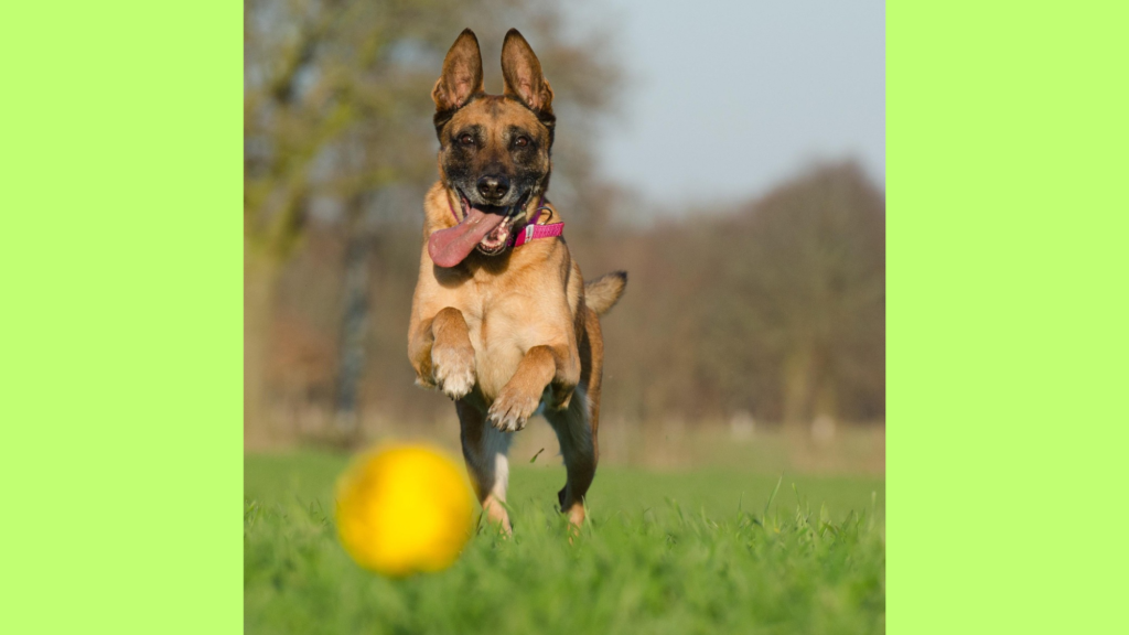 The Energy Levels of a Belgian Malinois