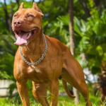 PitBull Weight Chart by Age