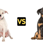 Argentine Dogo vs Rottweiler