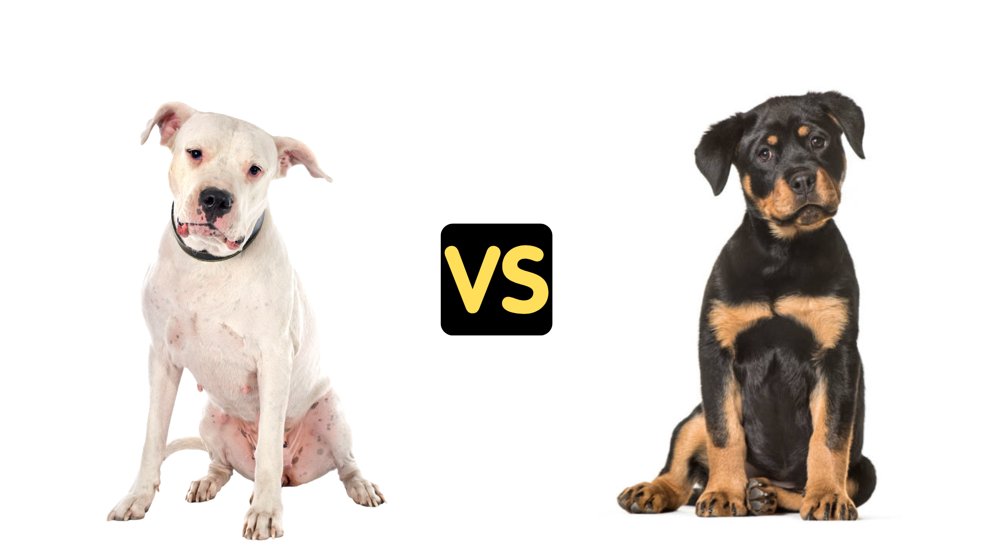 Argentine Dogo vs Rottweiler