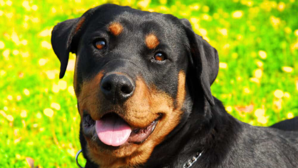 Argentine Dogo vs Rottweiler Origins and Breed Purpose