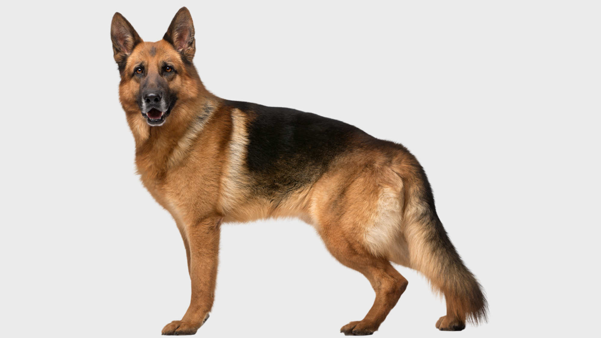 German Shepherd Aging Chart
