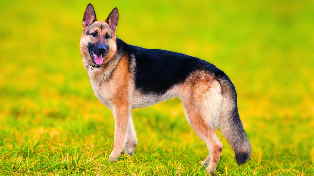 German Shepherd puppy to adult timeline
