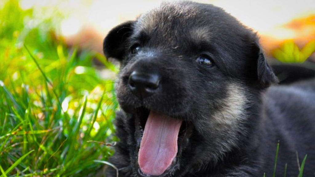 German Shepherd Aging Chart: What Happens at Each Stage