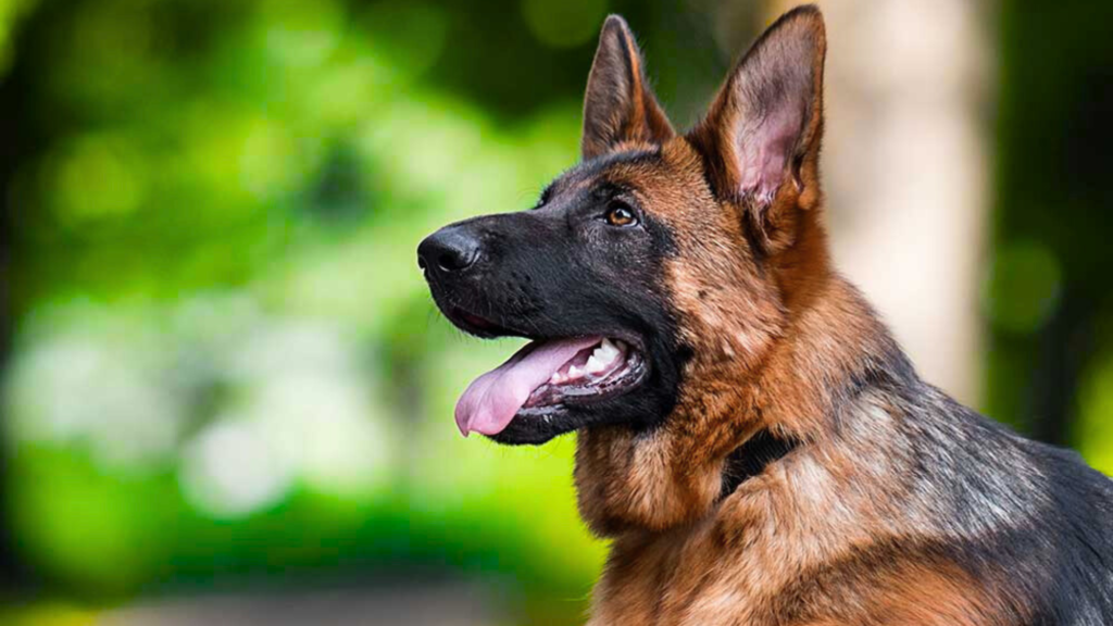 German Shepherd growth stages