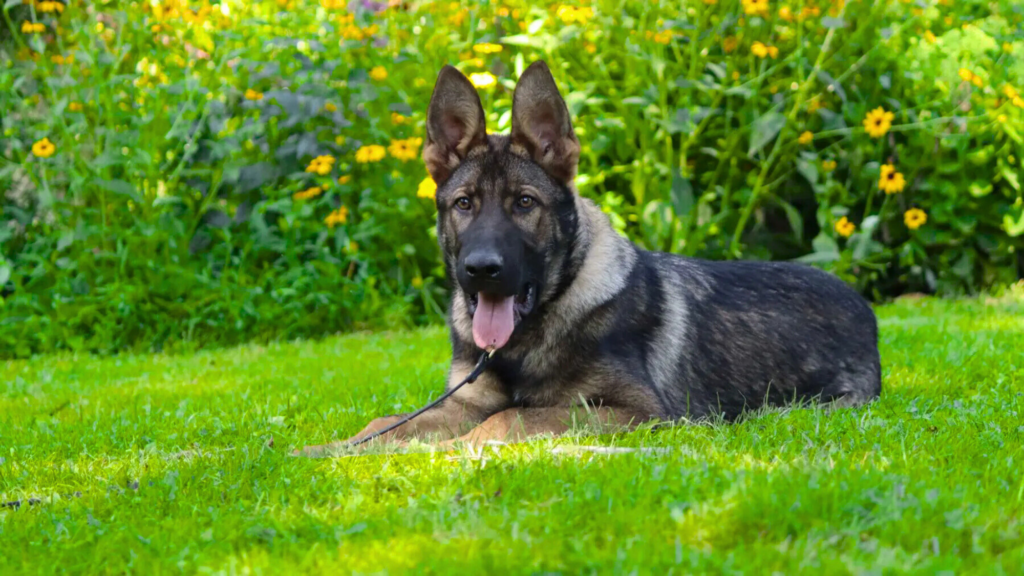 German Shepherd development by age