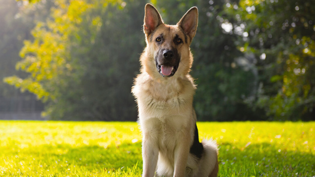German Shepherd health milestones