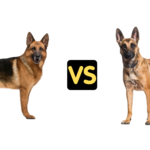 German Shepherd vs Belgian Malinois