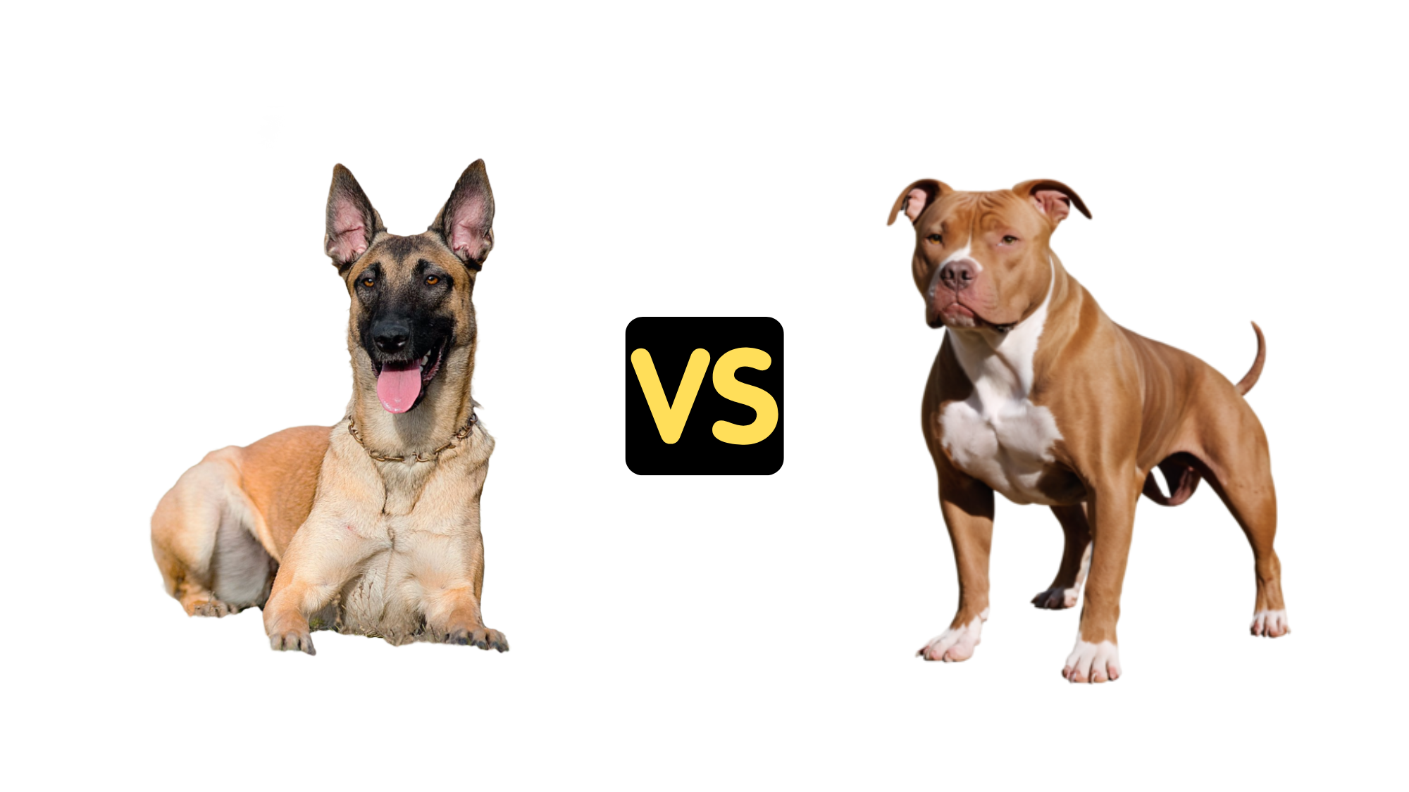 Belgian Malinois vs Pitbull
