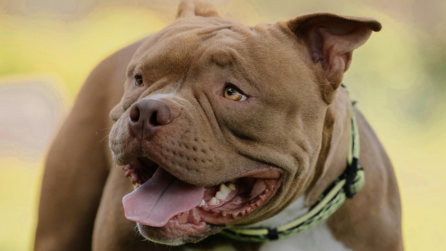 PitBull Weight Chart by Age Growth and Development